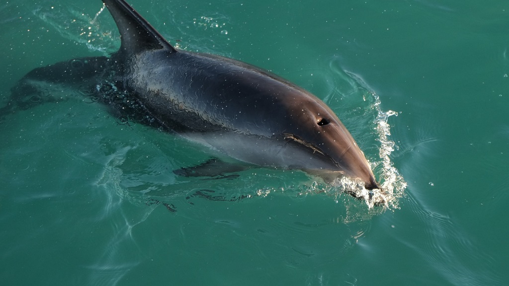 Panama City Beach Dolphin Tours & Adventures Llc Panama City Beach 500 Henley Dr Panama City Beach
